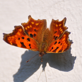 Det%20hvide%20C%20%282%29